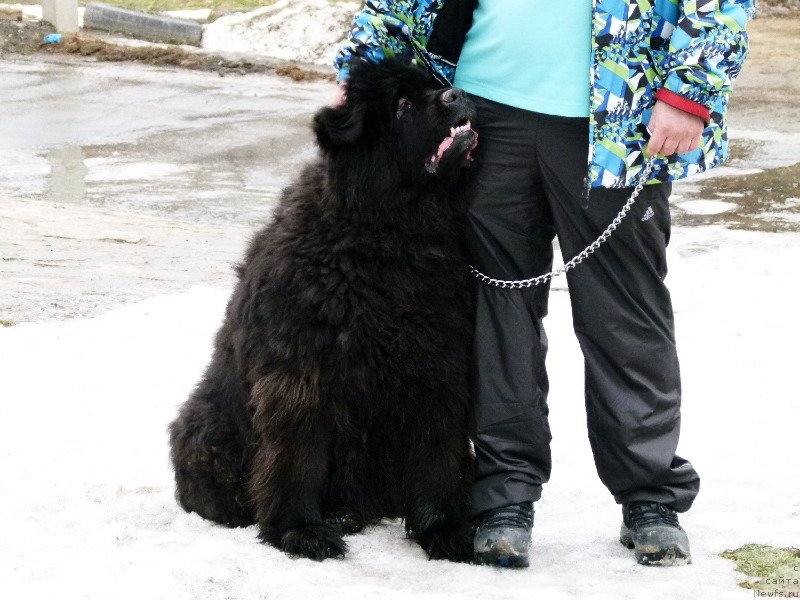 Фото: ньюфаундленд Valensiya CHernaya Jemchujina (Валенсия Черная Жемчужина)