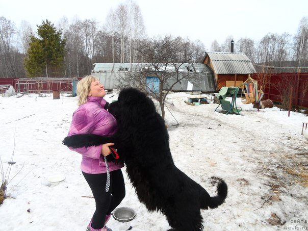 Фото: Lena Zyirina (Лена Зырина), ньюфаундленд Valensiya CHernaya Jemchujina (Валенсия Черная Жемчужина)