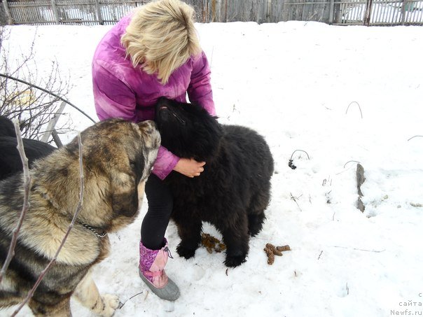Фото: Lena Zyirina (Лена Зырина), ньюфаундленд Valensiya CHernaya Jemchujina (Валенсия Черная Жемчужина)