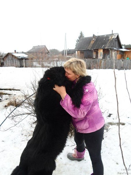 Фото: Lena Zyirina (Лена Зырина), ньюфаундленд Valensiya CHernaya Jemchujina (Валенсия Черная Жемчужина)