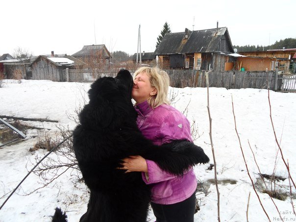 Фото: Lena Zyirina (Лена Зырина), ньюфаундленд Valensiya CHernaya Jemchujina (Валенсия Черная Жемчужина)