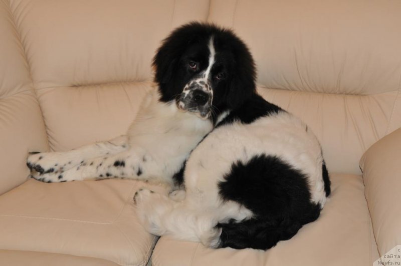 Фотография № 121876