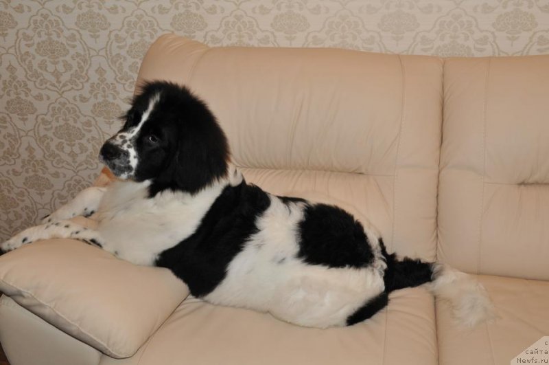 Фотография № 121877