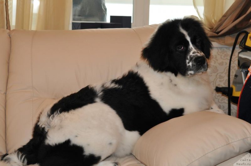 Фотография № 121878