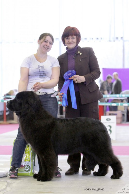 Фото: ньюфаундленд Seabrooks Autumn Kiss for Sent Djons