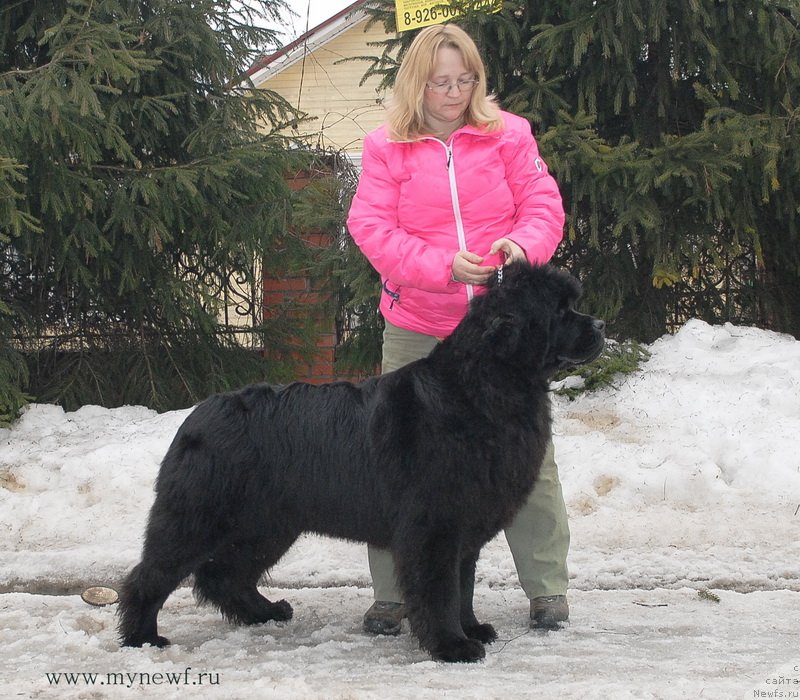 Фото: ньюфаундленд Sent Djons Hyeppi Gou Lakki (Сент Джонс Хэппи Гоу Лакки)