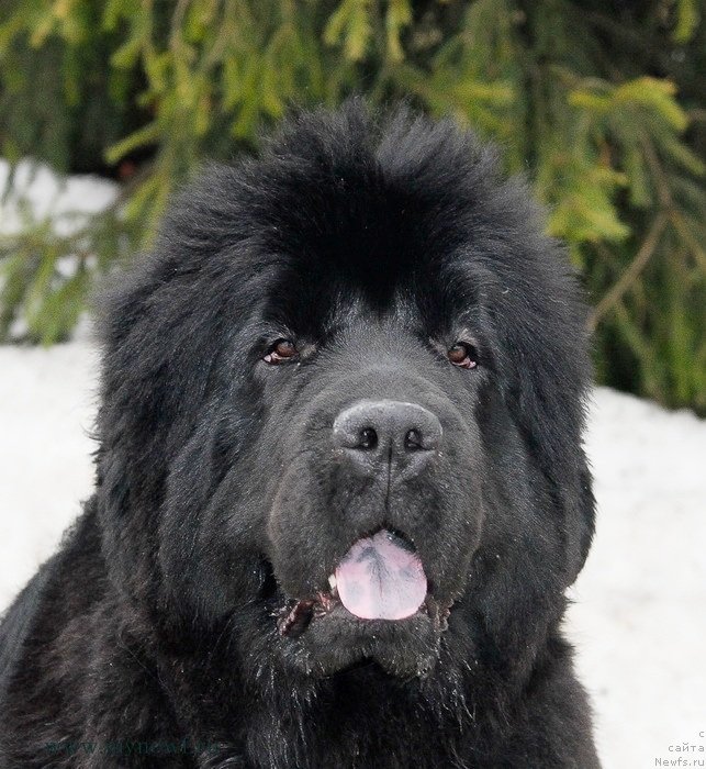 Фотография № 121896