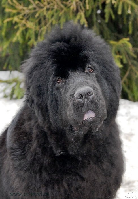 Фотография № 121897