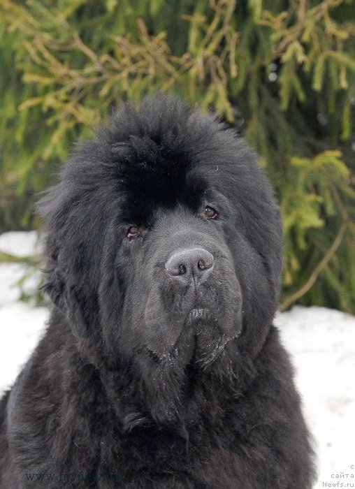 Фото: ньюфаундленд Sent Djons Hyeppi Gou Lakki (Сент Джонс Хэппи Гоу Лакки)