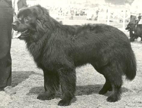 Фото: ньюфаундленд Klaus Sey (Клаус Сей)