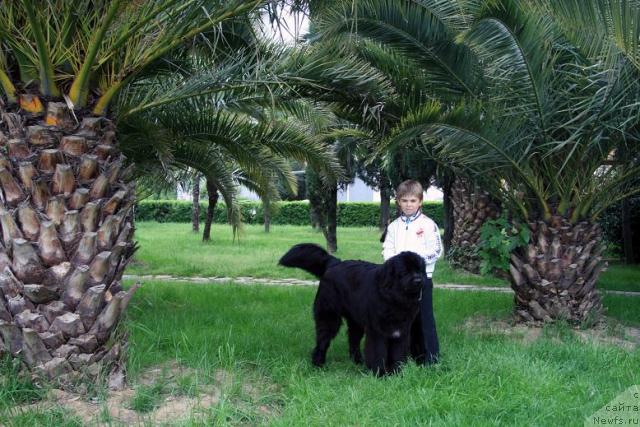 Фото: ньюфаундленд Potap Fidel' (Потап Фидель)