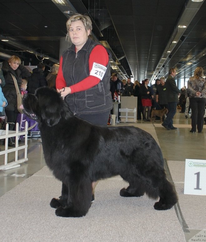 Фото: ньюфаундленд Bowaters Braveheart Nuo Ozo Kalvu