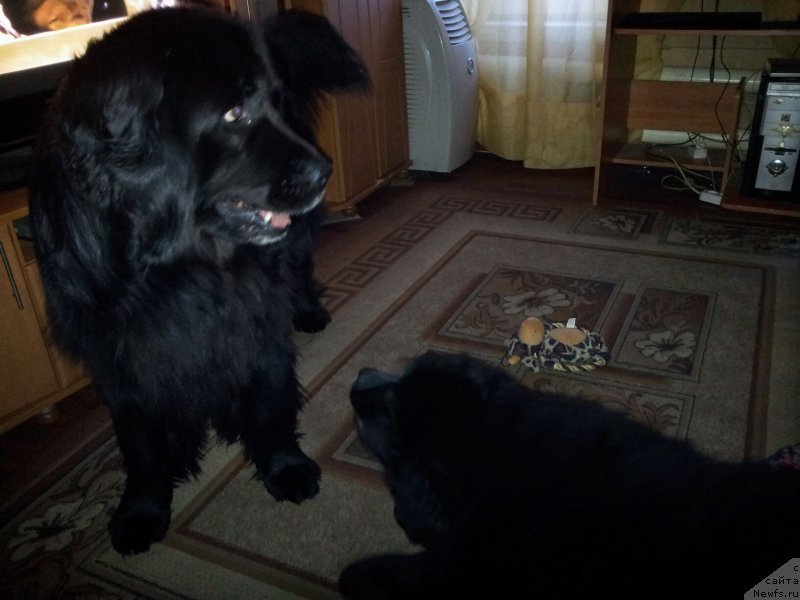 Фото: ньюфаундленд Dark Pride Van Gogh (Дак Прайд Ван Гог), ньюфаундленд Krass (Красс)