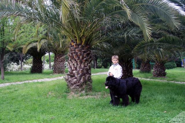 Фото: ньюфаундленд Potap Fidel' (Потап Фидель)