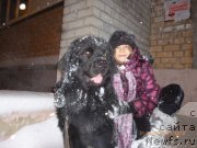 Фото: ньюфаундленд Vashington (Вашингтон)