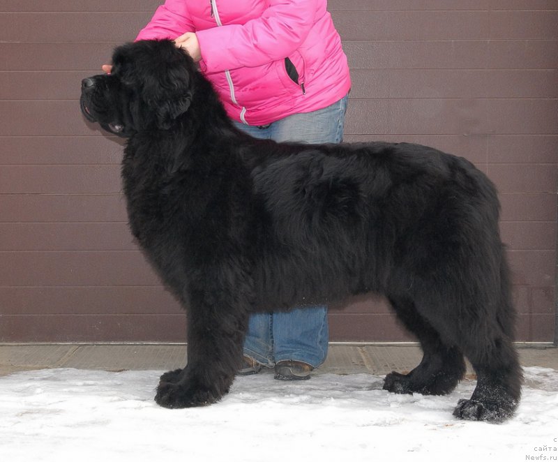 Фото: ньюфаундленд Sent Djons Harebell (Сент Джонс Харебелл)