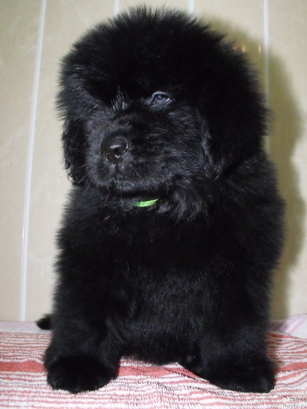 Фото: Лепесток Лилии (салатовая лента), ньюфаундленд Grand Byebi Ariadna (Гранд Бэби Ариадна)