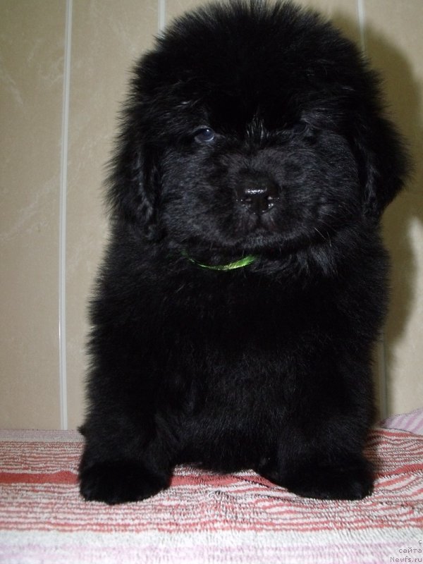 Фото: Лепесток Лилии, ньюфаундленд Grand Byebi Ariadna (Гранд Бэби Ариадна)