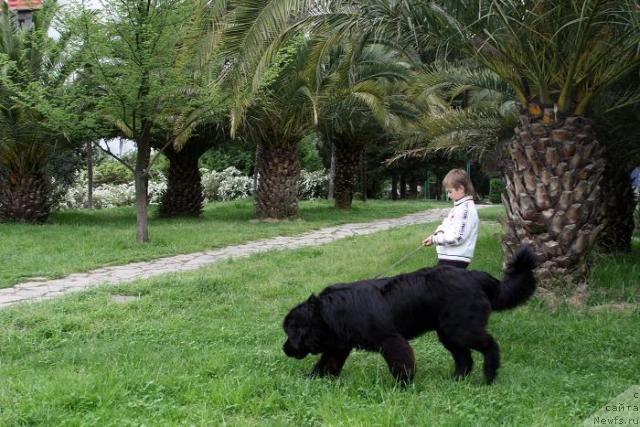 Фото: ньюфаундленд Potap Fidel' (Потап Фидель)