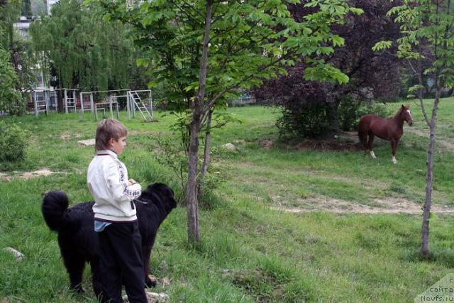 Фото: ньюфаундленд Potap Fidel' (Потап Фидель)