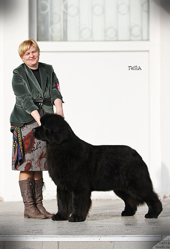 Фото: ньюфаундленд Aquatoria Kelvin Ursa High Spirit (Акватория Келвин Урса Хай Спирит)