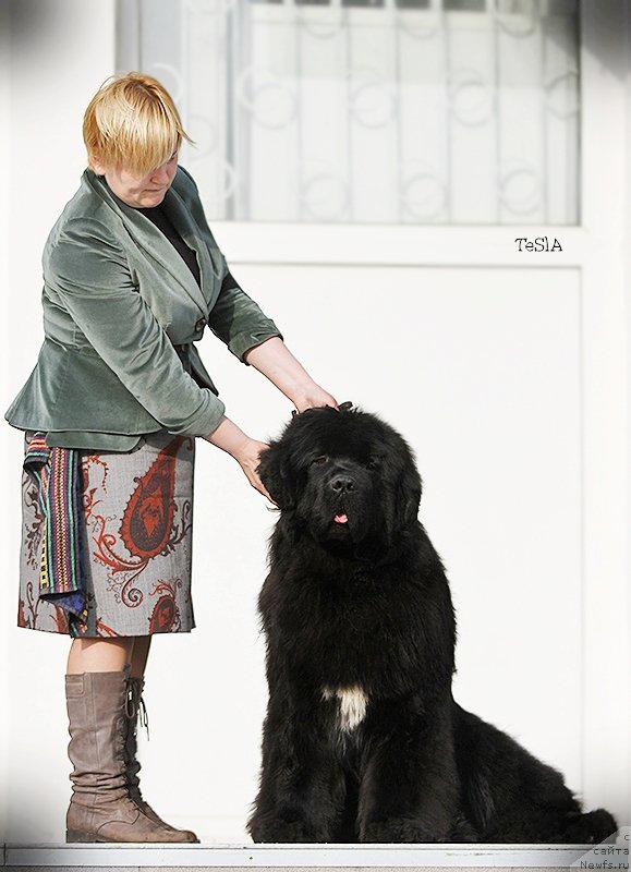 Фото: ньюфаундленд Aquatoriya Kelvin Fase Control (Акватория Келвин Фэйс Контрол)