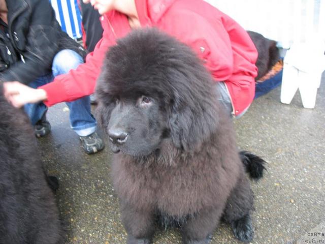 Фото: ньюфаундленд Knyaz Dodon s Berega Dona (Князь Додон с Берега Дона)