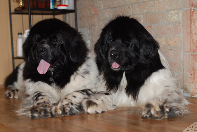 Фотография № 121959