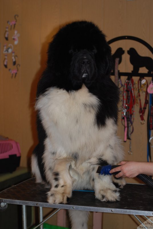 Фото: ньюфаундленд Eros Faundland