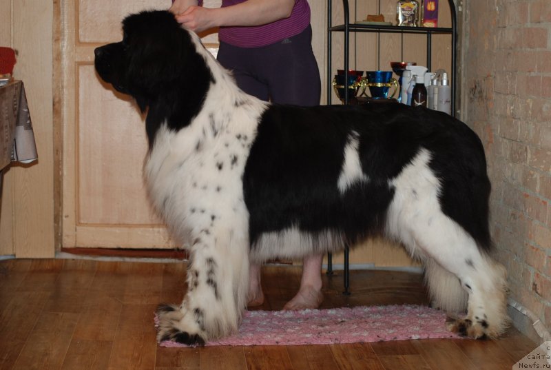 Фотография № 121963