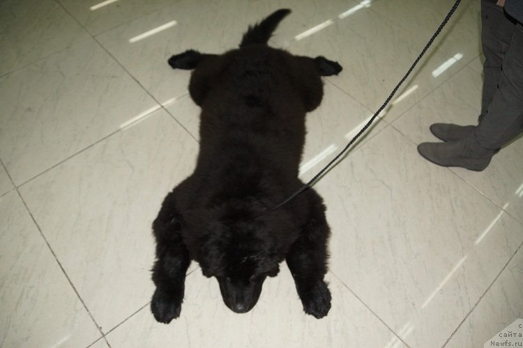 Фотография № 121976