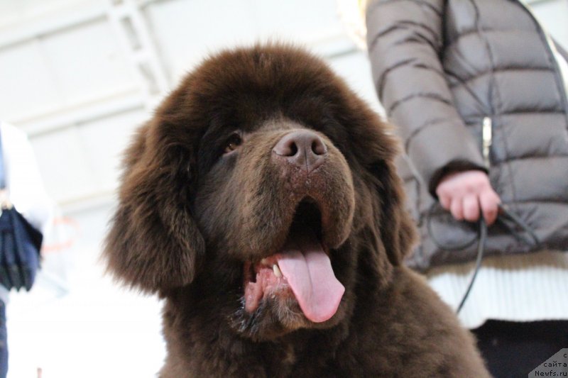 Фото: ньюфаундленд Edenbrooks Beautiful Beyond All Others