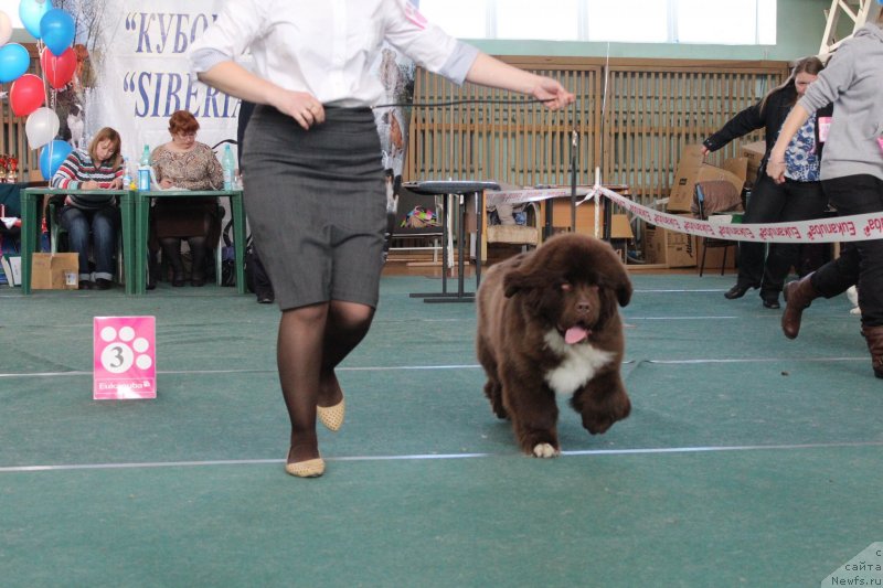 Фото: ньюфаундленд Edenbrooks Beautiful Beyond All Others