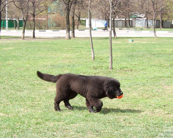 Фото: ньюфаундленд Sent Djons Otrada (Сент Джонс Отрада)