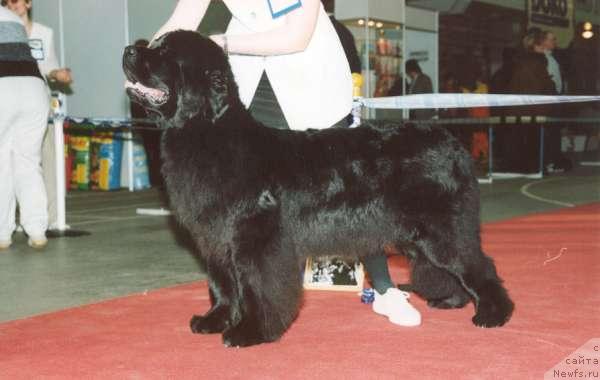 Фото: ньюфаундленд Renaissance Lucky iz Medvejyego Yara (Ренесанс Лаки из Медвежьего Яра)