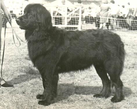 Фото: ньюфаундленд Ketti Sey (Кетти Сей)