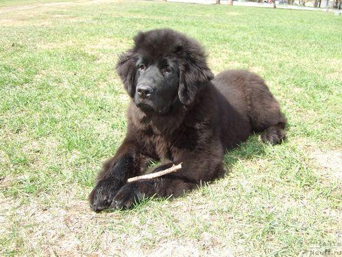 Фото: ньюфаундленд Sent Djons Otrada (Сент Джонс Отрада)