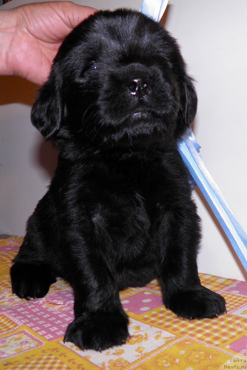 Фото: ньюфаундленд Inayter De Dyuk (Инайтер Де Дюк)