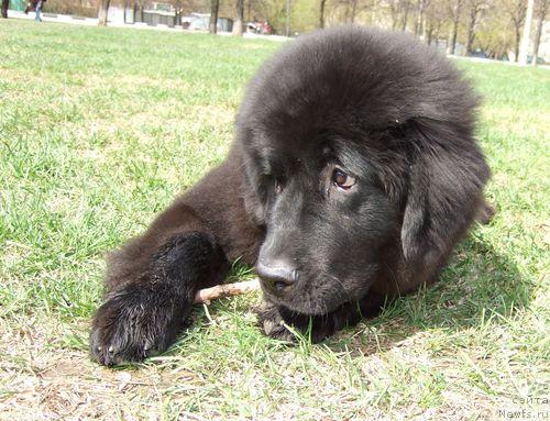 Фото: ньюфаундленд Sent Djons Otrada (Сент Джонс Отрада)