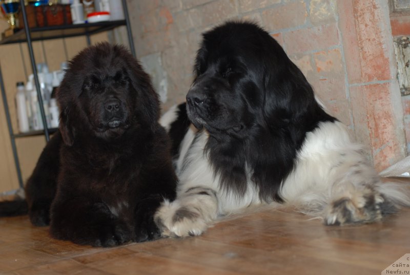 Фото: ньюфаундленд Fluffy Avalanch Yarita (Флюфи Аваланч Ярита), ньюфаундленд Piternyuf Prodigy (Питерньюф Продижи)