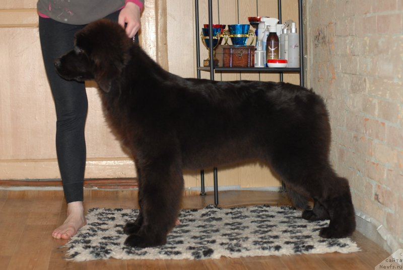 Фото: ньюфаундленд Fluffy Avalanch Yarita (Флюфи Аваланч Ярита)