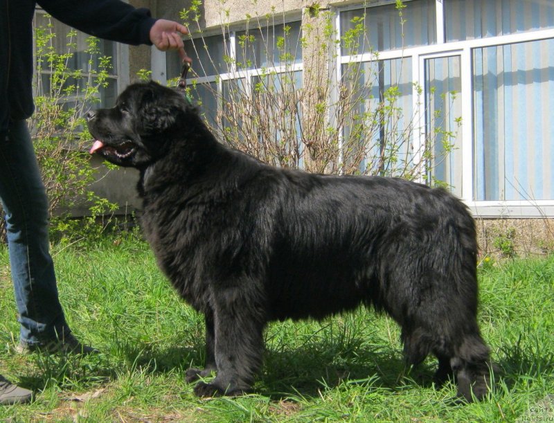 Фото: ньюфаундленд Sent Djons Ulla for Kara Ayular (Сент Джонс Улла для Кара Аюлар)