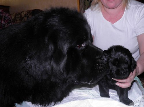 Фото: Дети, ньюфаундленд Zhdanny Syn Vialiki Miadzvedz, ньюфаундленд Djakonda (Джаконда)