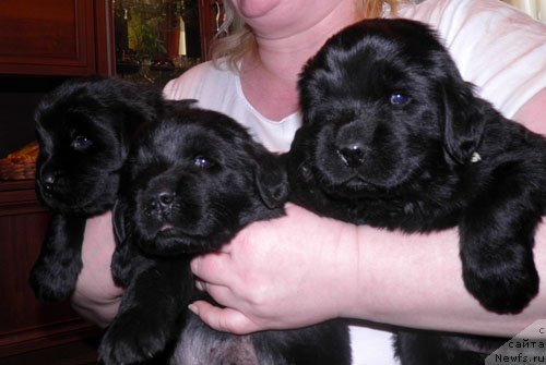 Фото: Дети, ньюфаундленд Zhdanny Syn Vialiki Miadzvedz, ньюфаундленд Djakonda (Джаконда)