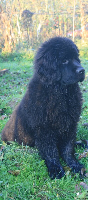 Фото: ньюфаундленд Sotkana iz Tsvetov Kara Deniz (Соткана из Цветов Кара Дениз)