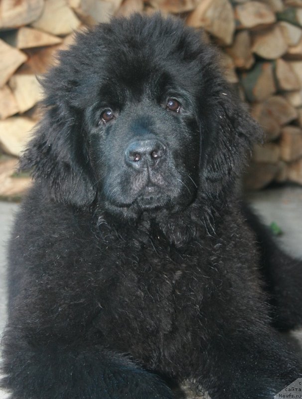 Фото: ньюфаундленд Sotkana iz Tsvetov Kara Deniz (Соткана из Цветов Кара Дениз)