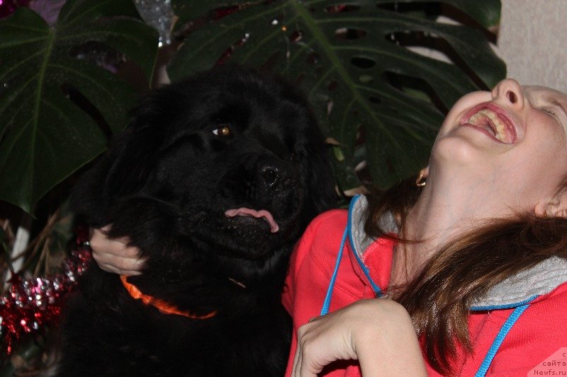 Фото: ньюфаундленд Sdelana iz Ognya iz Kara Deniz (Сделана из Огня Кара Дениз)