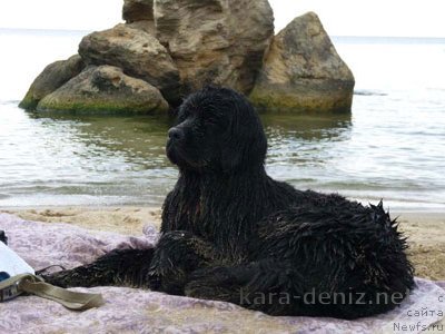 Фото: ньюфаундленд Kanzas Kara Deniz (Канзас Кара Дениз)