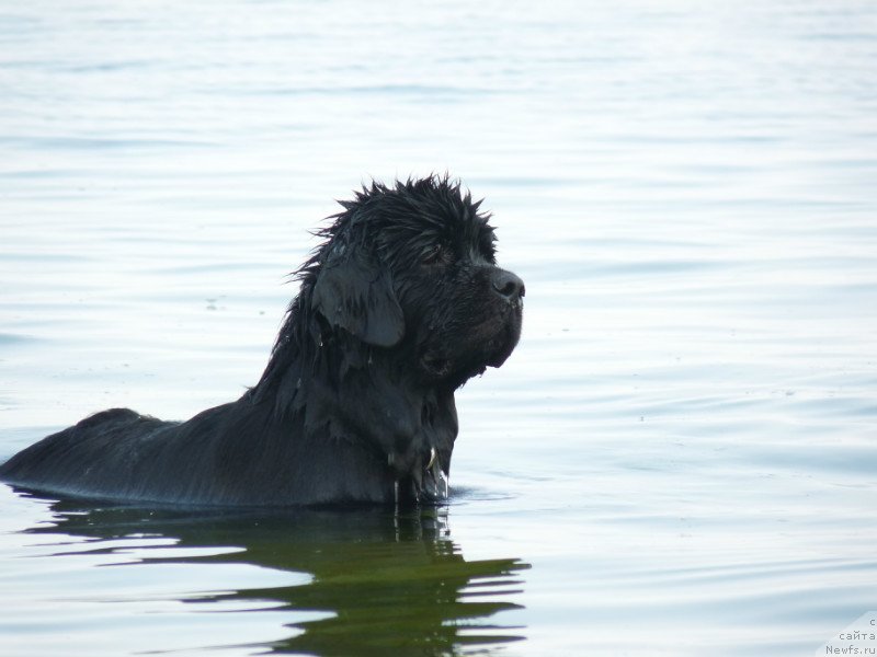Фото: ньюфаундленд Kanzas Kara Deniz (Канзас Кара Дениз)