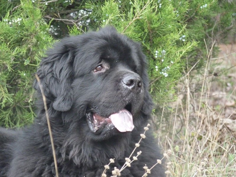 Фото: ньюфаундленд Kanzas Kara Deniz (Канзас Кара Дениз)